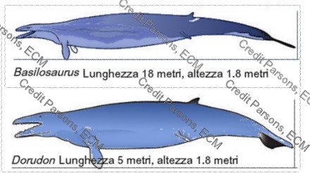 Basilosaurus e Dorudon